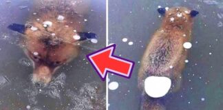 Shocking Things Found In Ice Things Found In Ice